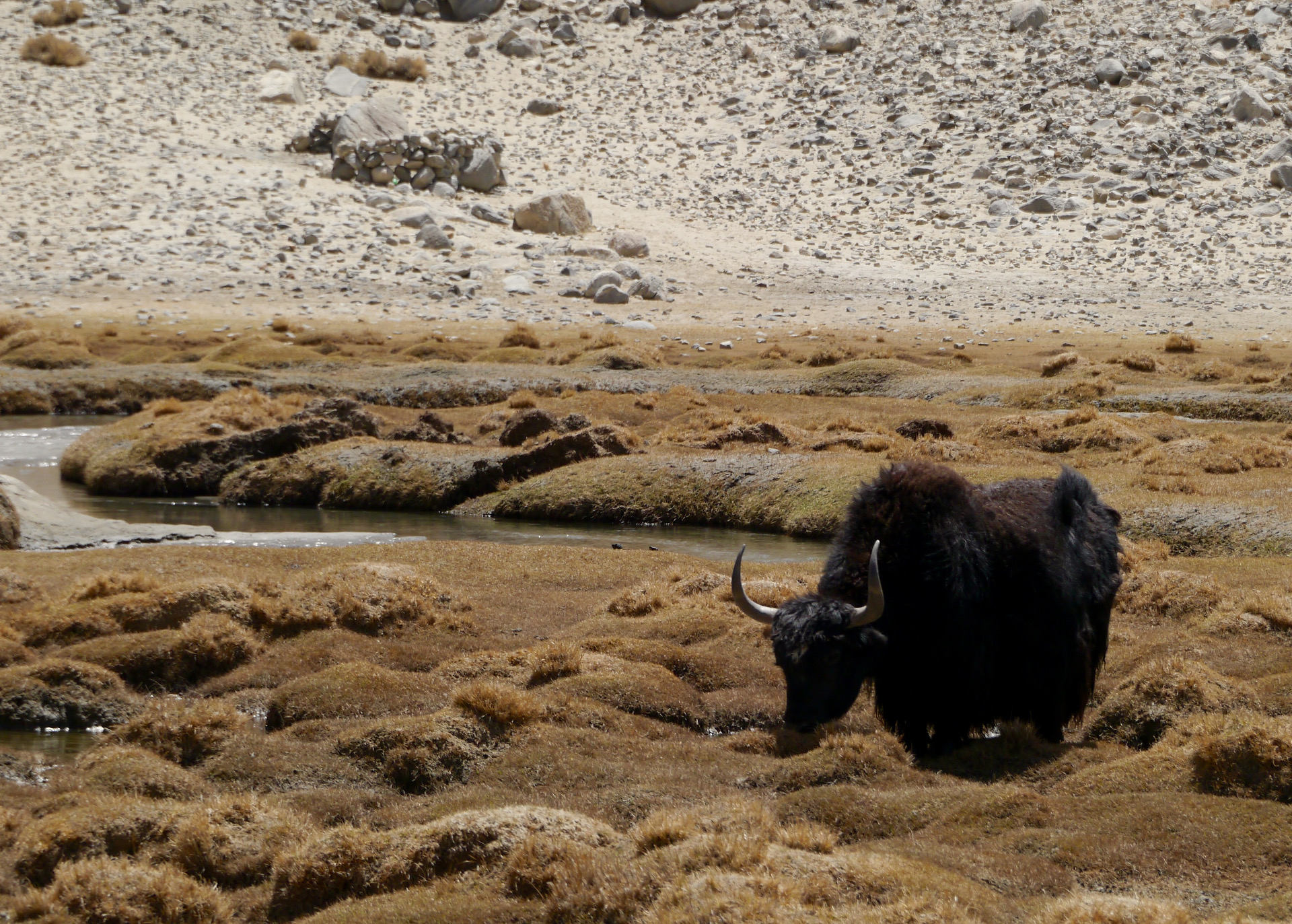 Wildlife in Ladakh | Traveloak